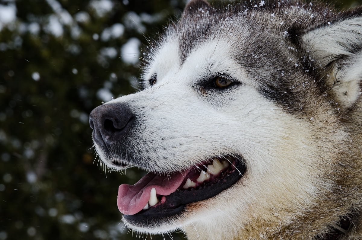 portrait d'un chien de traineau au Québec
