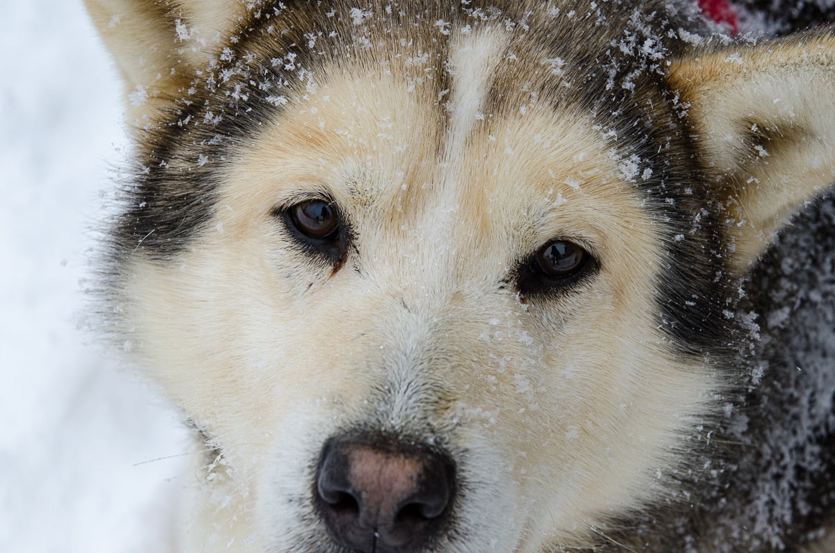 chien de traineau au Québec