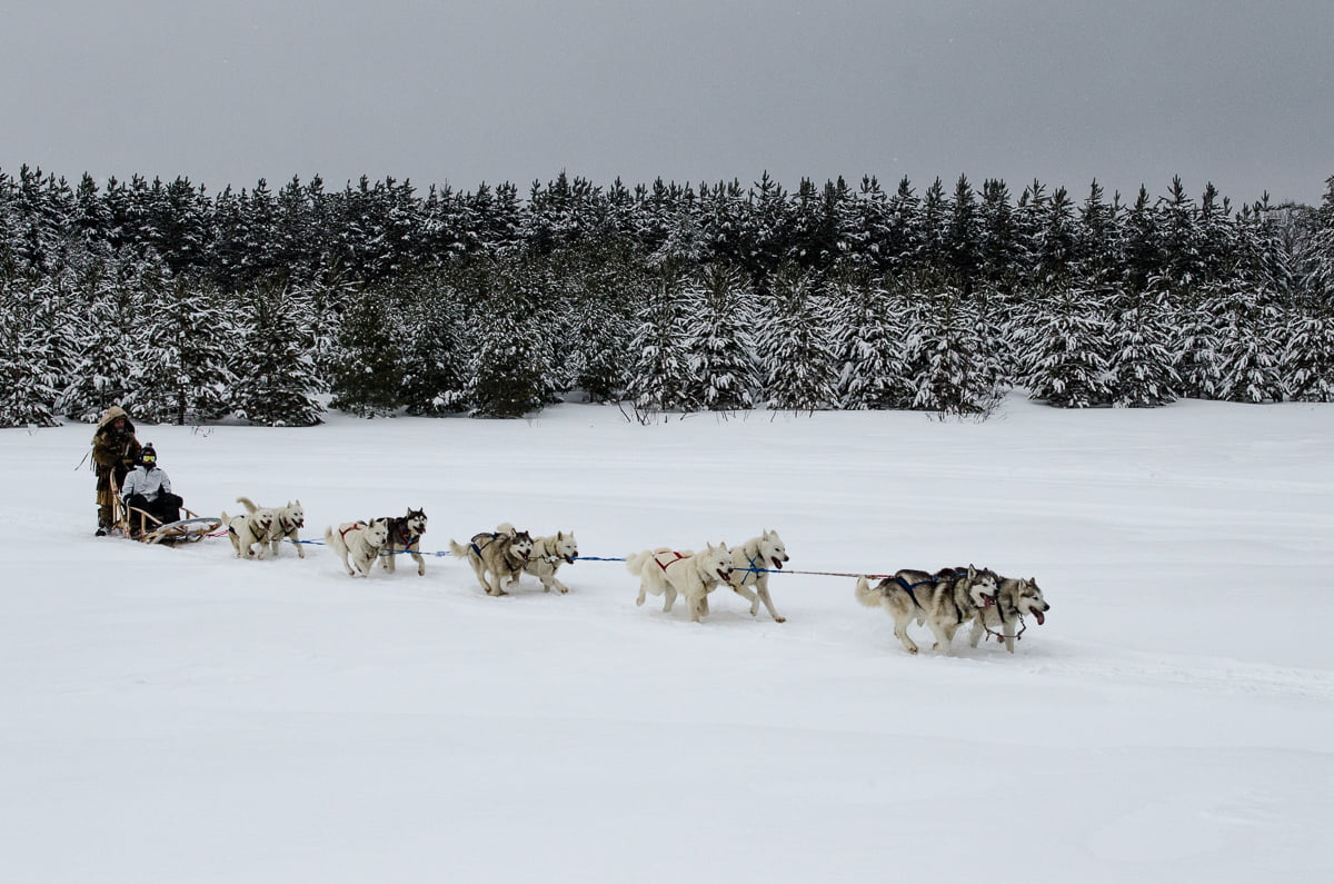 traineau à chien dans la foret au Québec