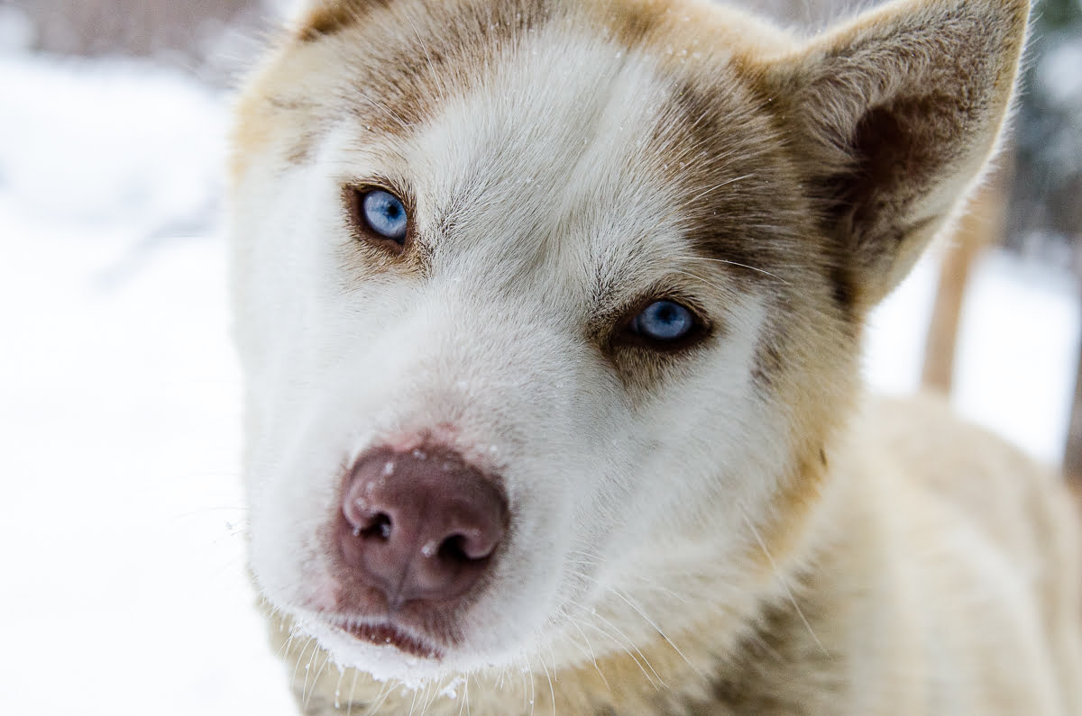 chien de traineau roux et blanc