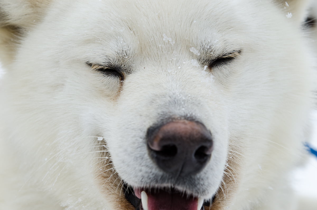 chien de traineau blanc