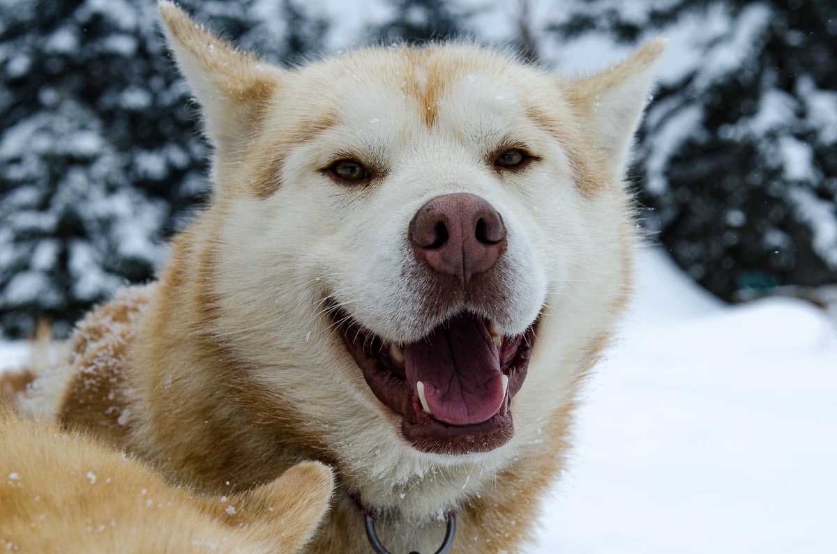 chien traineau québec mégantic