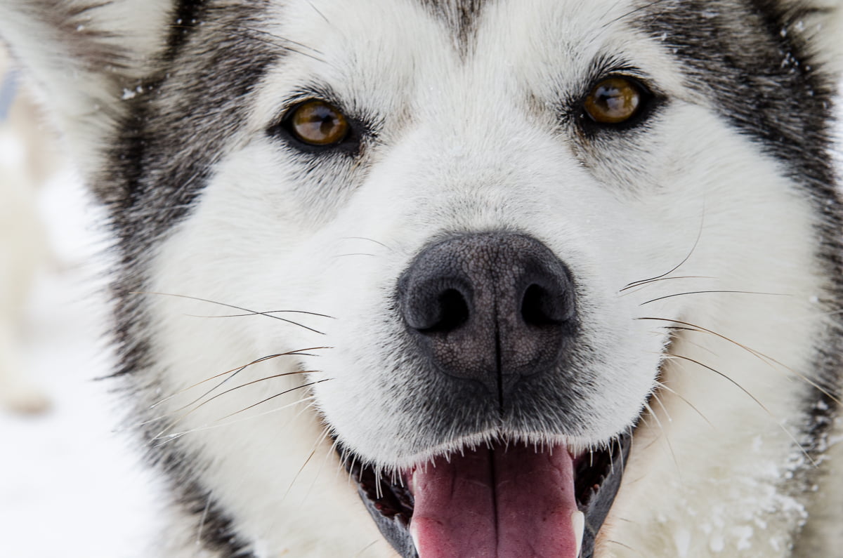 chien traineau québec mégantic