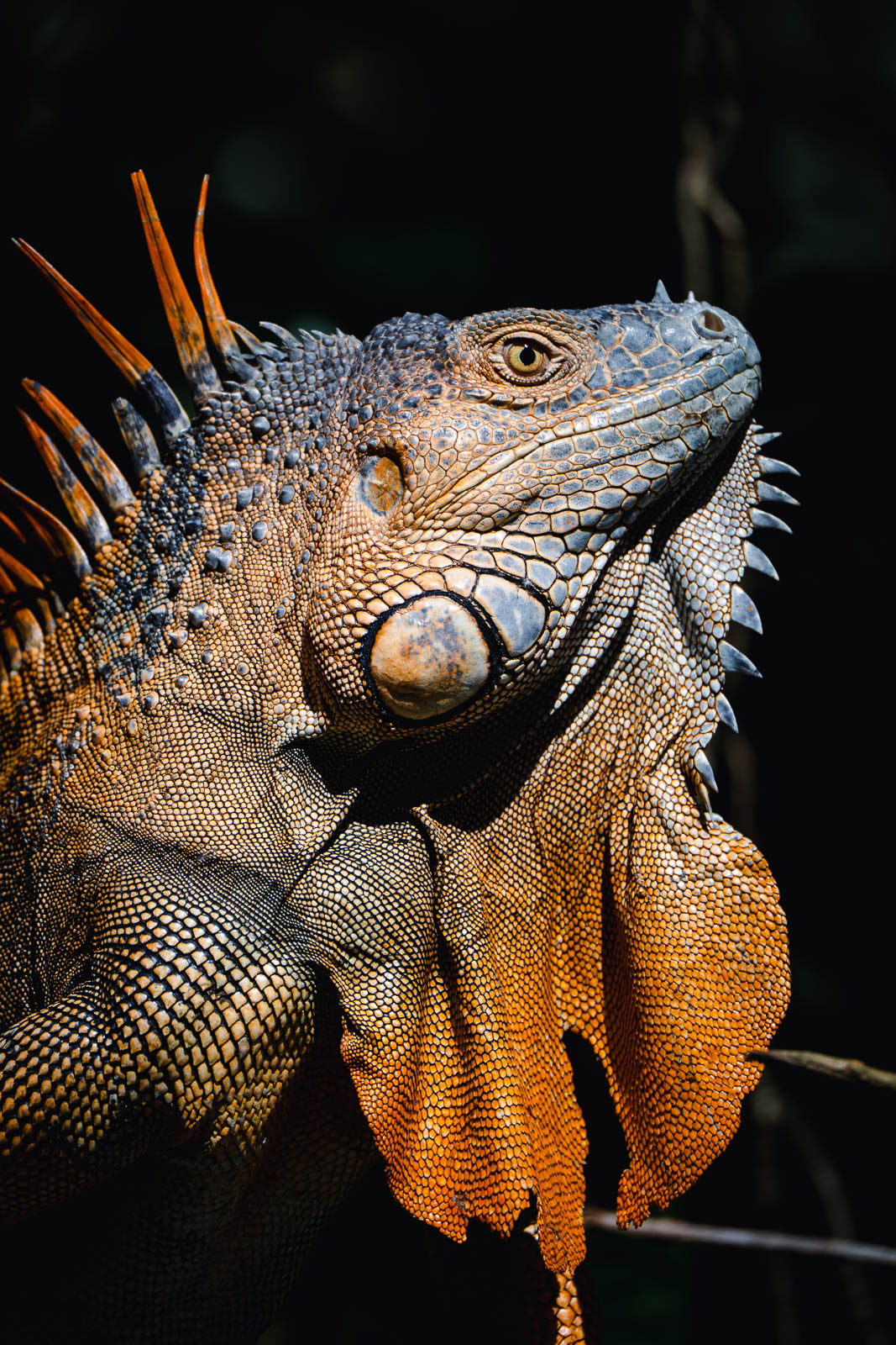 lézard au costa rica réserve La Selva
