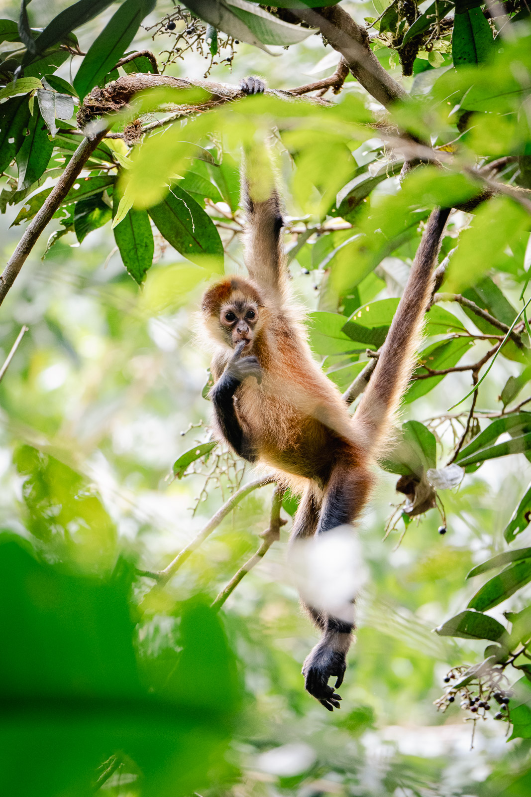 Singe photographié au Costa Rica avec le Tamron 150-500mm sur Nikon Z6 III