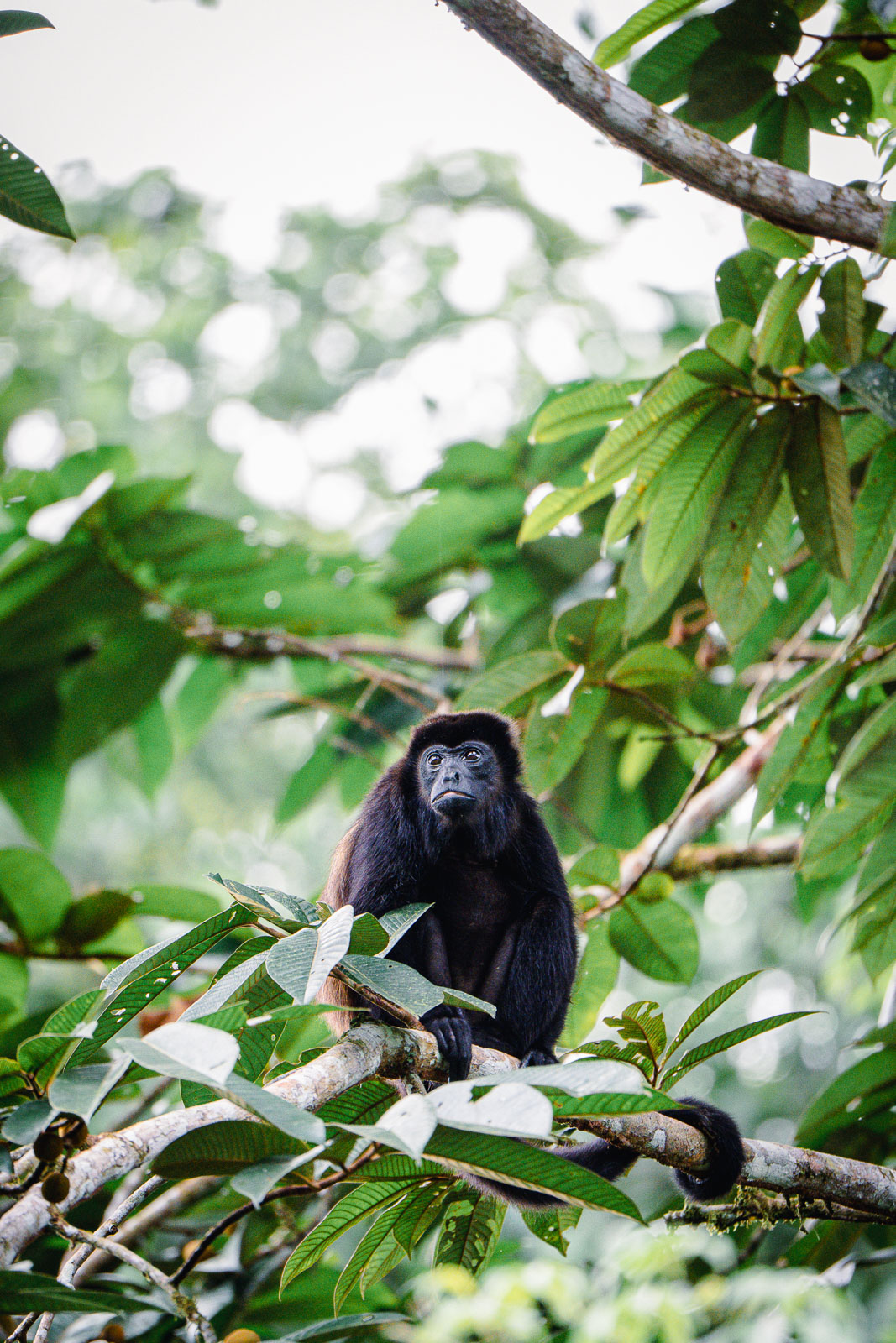 Singe hurleur photographié au Costa Rica avec le Tamron 150-500mm sur Nikon Z6 III