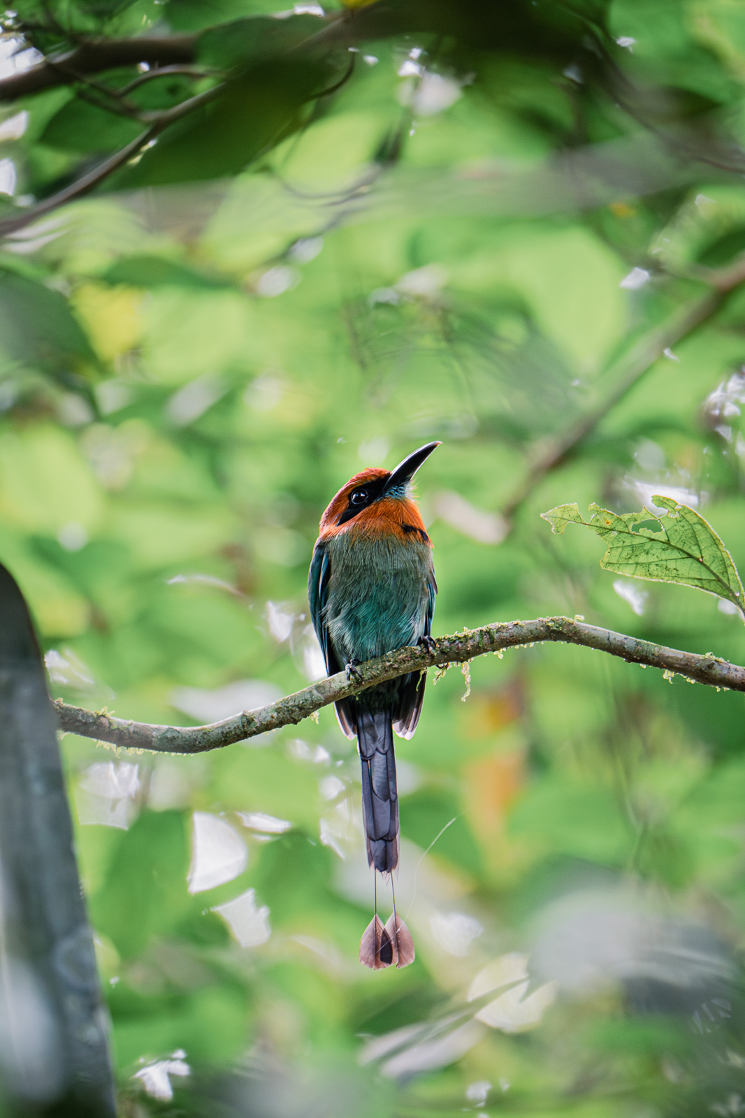 Motmot au Costa Rica