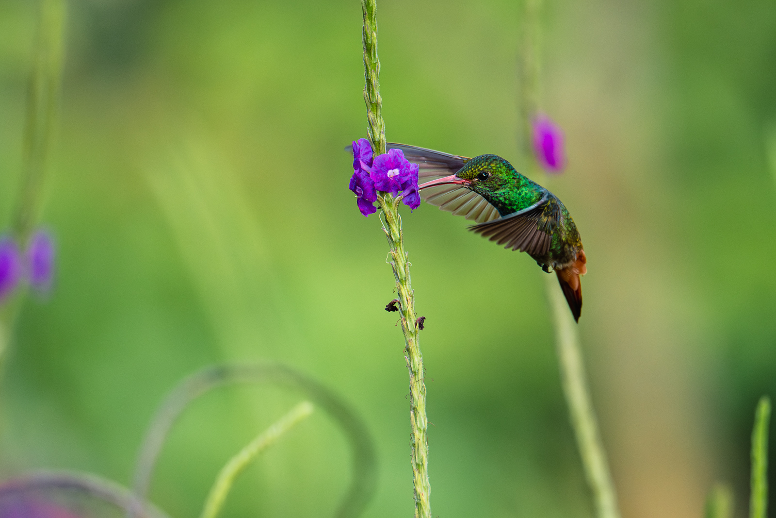 Colibri au Costa Rica