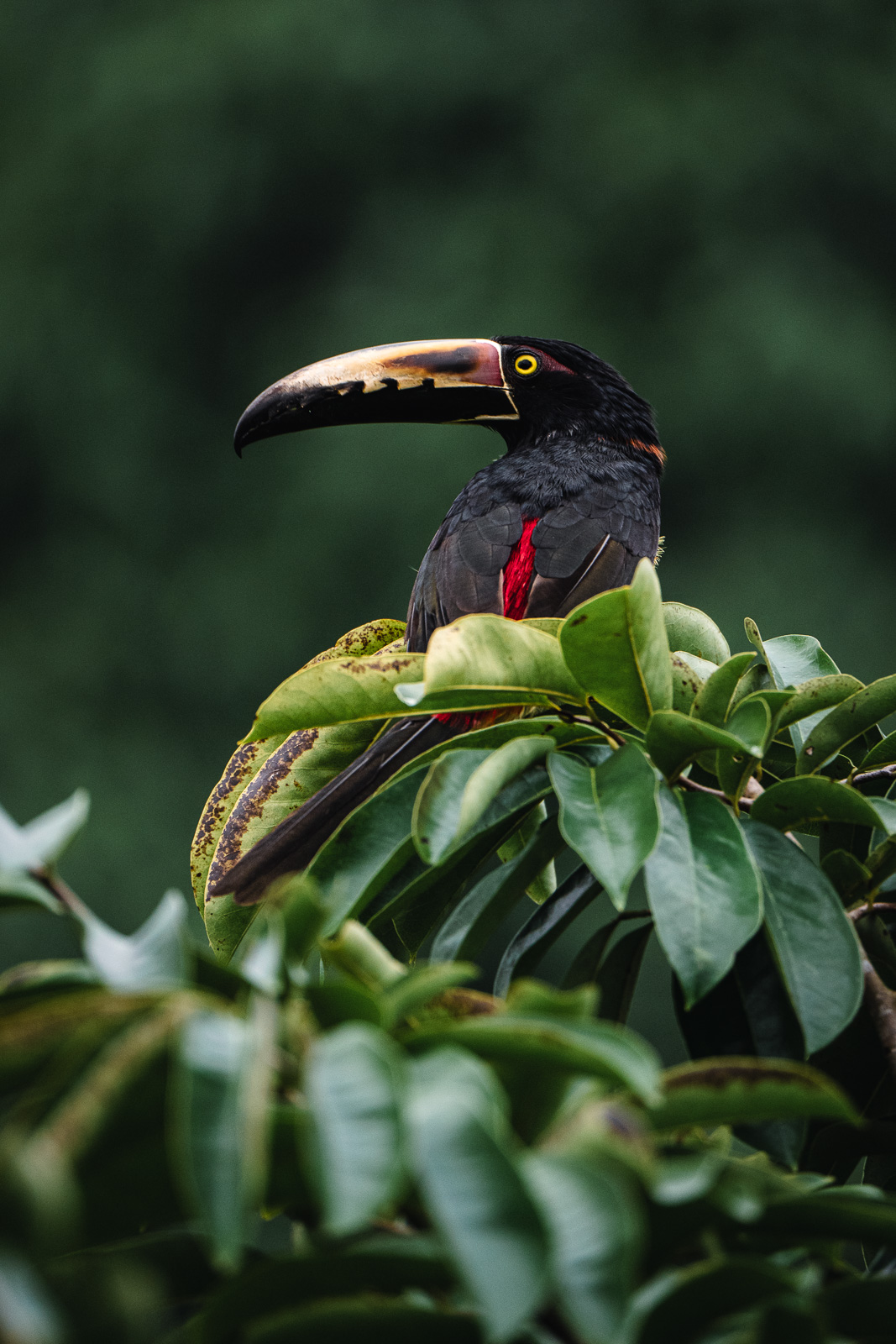 Toucan photographié au Costa Rica avec le Tamron 150-500mm sur Nikon Z6 III