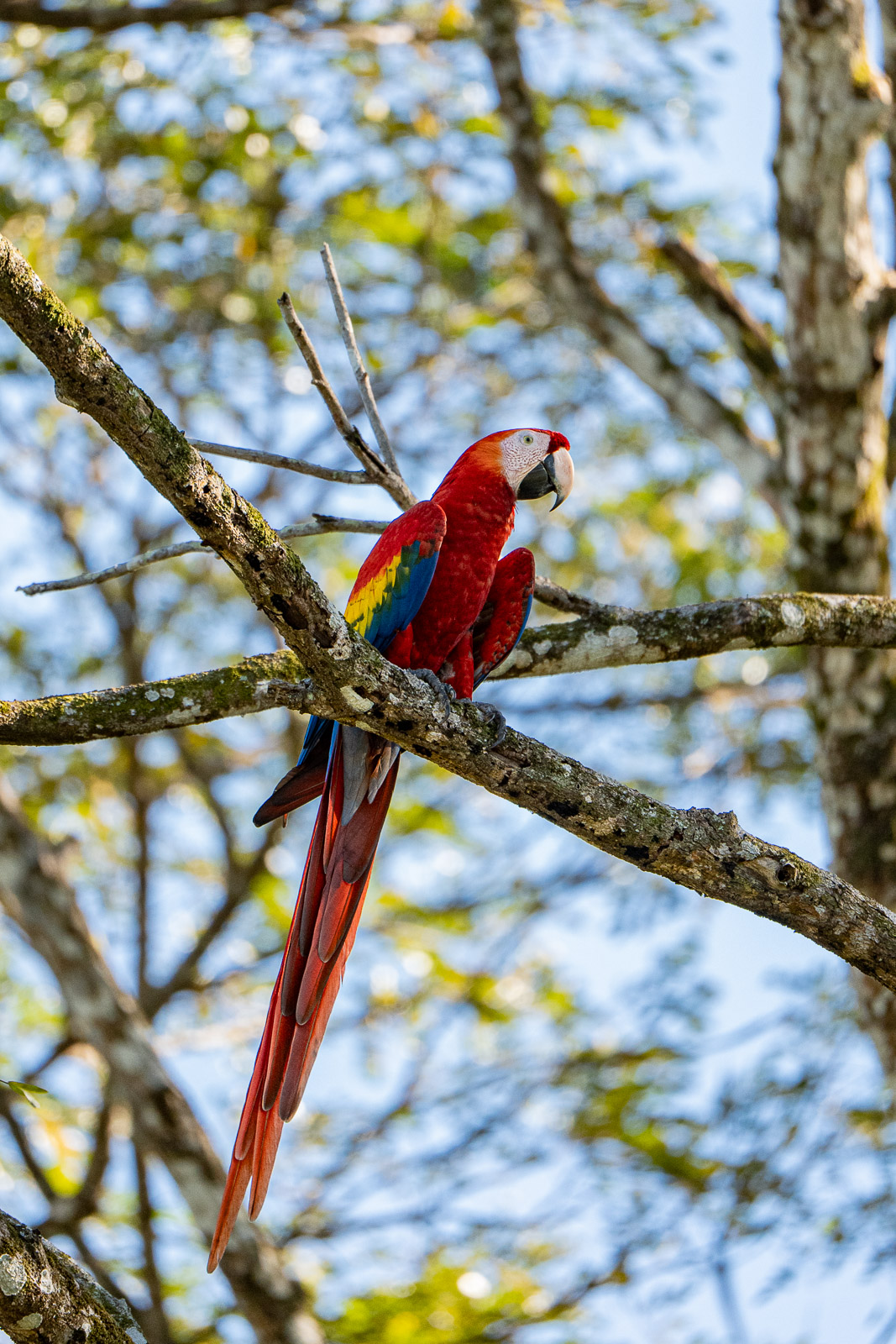Aras rouge sur la plage de Tarcoles au Costa Rica