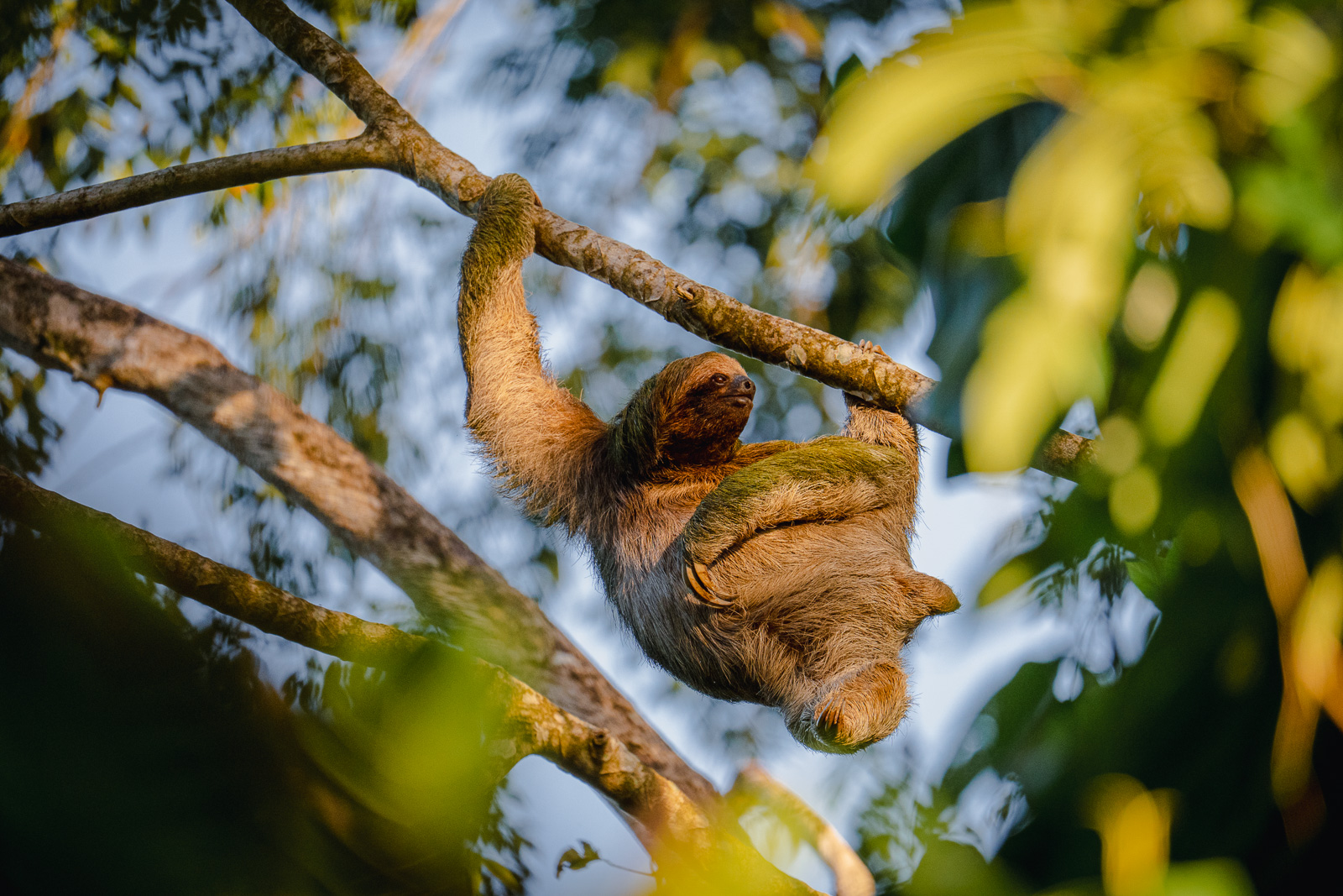 Paresseux au Costa Rica avec le Tamron 150-500mm sur Nikon Z6 III