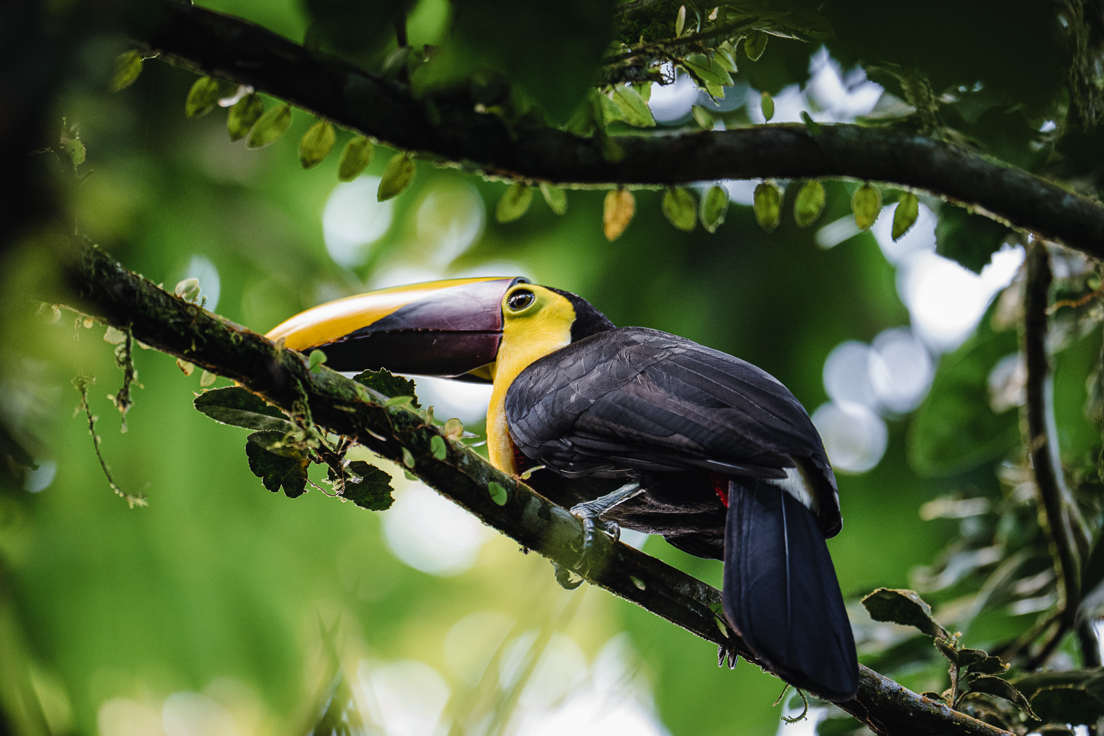 Toucan photographié au Costa Rica avec le Tamron 150-500mm sur Nikon Z6 III